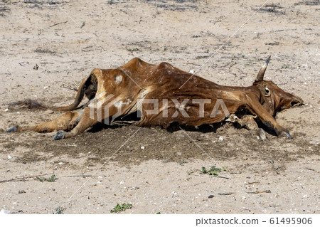Dead cow on the ground Dead cow on the ground 61495906