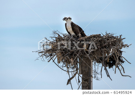Osprey bird in the nest Osprey bird in the nest 61495924