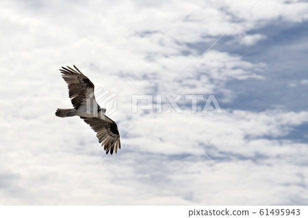 Osprey bird flying to the nest Osprey bird flying to the nest 61495943