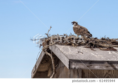 Osprey bird in the nest Osprey bird in the nest 61495944