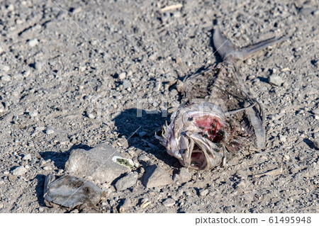 dead fish on the beach 61495948