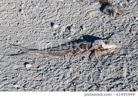 dead fish on the beach 61495949