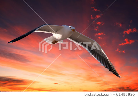 seagull flying in red sunset background 61495950