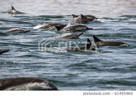 big pod of dolphins big pod of dolphins 61495960