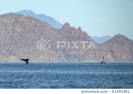 blue whale watching in baja california blue whale watching in baja california 61495962