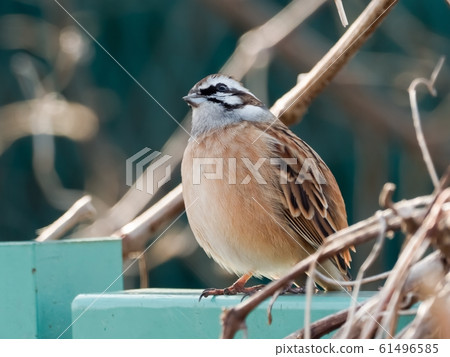 白魚 白魚 61496585