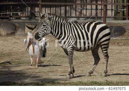 斑馬和鵜鶘 61497075