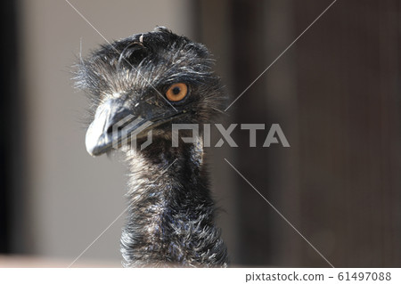 Emu Emu 61497088
