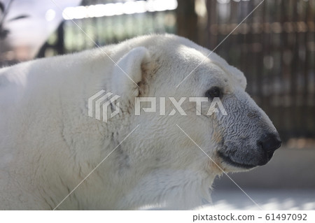 Polar bears Polar bears 61497092