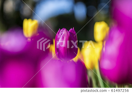 [Kanagawa Prefecture] Enoshima Ice Tulip 61497256