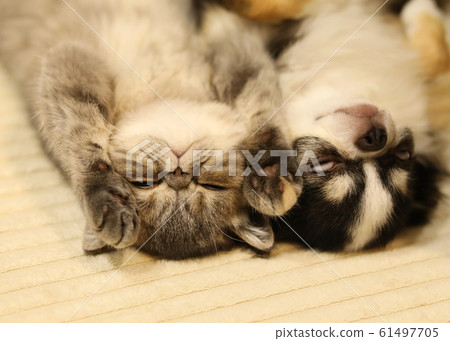 Chihuahua and exotic shorthair 61497705
