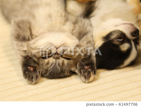 Chihuahua and exotic shorthair 61497706