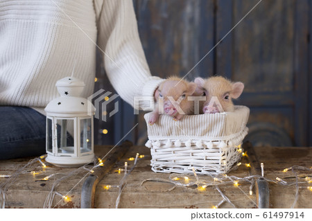 Woman's hand stroking two cute little pink pigs 61497914