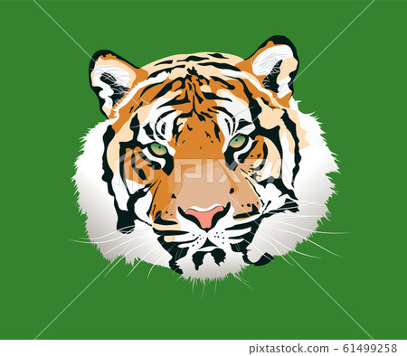 The tiger vector illustration 61499258
