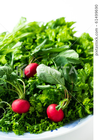 Winter vegetables Winter vegetables 61499690