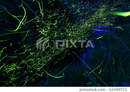 源氏螢火蟲翩翩起舞的夏日河畔 源氏螢火蟲翩翩起舞的夏日河畔 61499711
