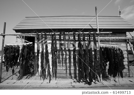 海帶在青森縣的漁夫小屋裡曬乾 海帶在青森縣的漁夫小屋裡曬乾 61499713
