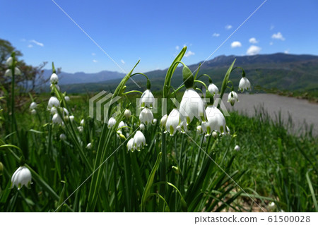 Suzuran水仙花盛開在藍藍的天空高原上的特寫/ Leucojum aestivum Suzuran水仙花盛開在藍藍的天空高原上的特寫/ Leucojum aestivum 61500028