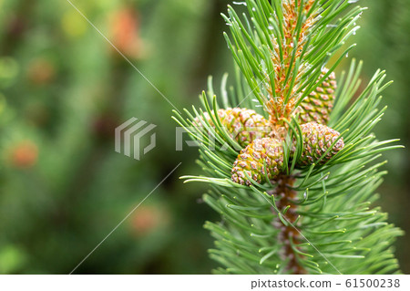 cedar cones are green on a fluffy branch with copy cedar cones are green on a fluffy branch with copy 61500238