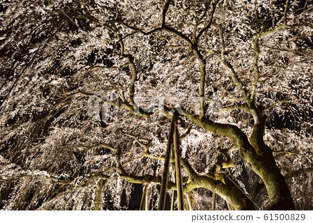 [Okazaki City, Aichi Prefecture] Okuyamada Weeping Cherry Blossom Light Up 61500829
