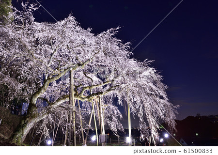 [Okazaki City, Aichi Prefecture] Okuyamada Weeping Cherry Blossom Light Up 61500833