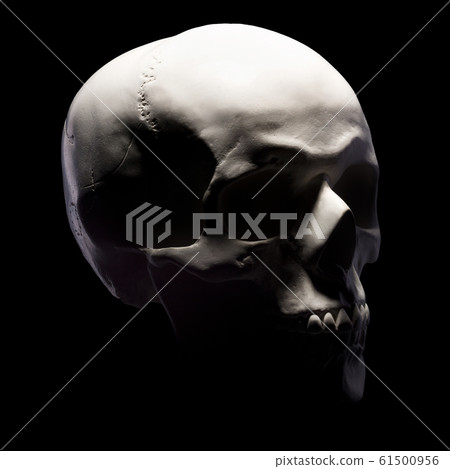 Side view of gypsum model of the human skull isolated on black background 61500956