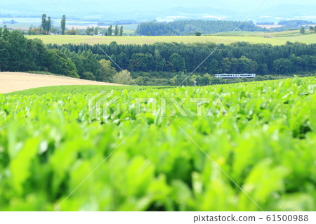 Furano Line Going through the hills of Biei 61500988