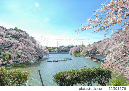千鳥淵櫻花1 61501276