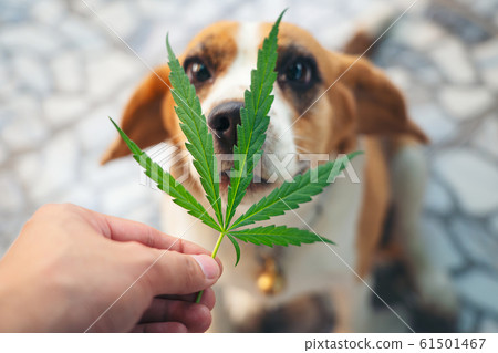 Beagles puppies looking up with Cannabis leaves 61501467