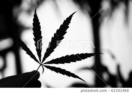 Black and white for background, Man's hands 61501468