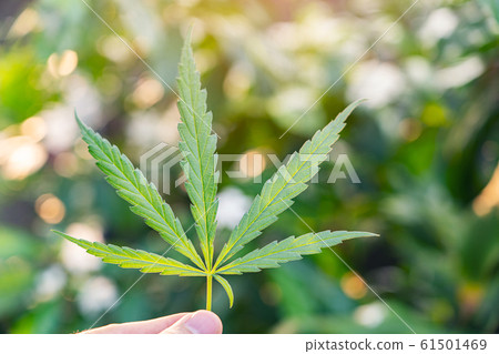 Man's hands picking green hemp's top, Fresh 61501469