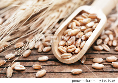Wheat grains in wooden spoon on wheat ears plants background, selective focus, toned 61501936