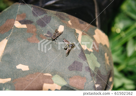 Bandaged Sirf, or common beetle Syrphus ribesii. View of female flies from the subfamily Surfinae with a gadfly 61502162