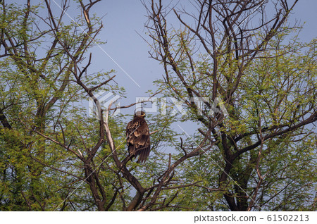 greater spotted eagle, eagle, keoladeo national park 61502213