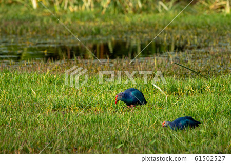 Western swamphen or Purple Moorhen or Porphyrio porphyrio in green grass background at keoladeo national park or bird sanctuary, bharatpur, rajasthan, india Western swamphen or Purple Moorhen or Porphyrio porphyrio in green grass background at keoladeo national park or bird sanctuary, bharatpur, rajasthan, india 61502527