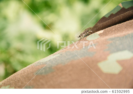 A gadfly sits on a tourist clothes A gadfly sits on a tourist clothes 61502995