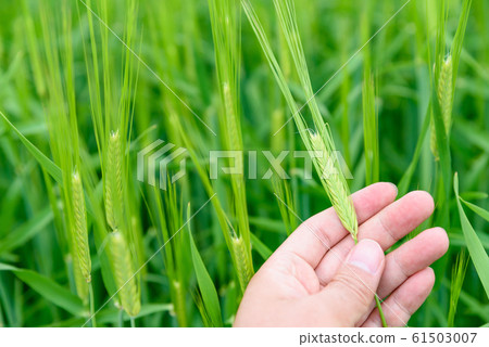 Green wheat field barley Nijo barley 61503007