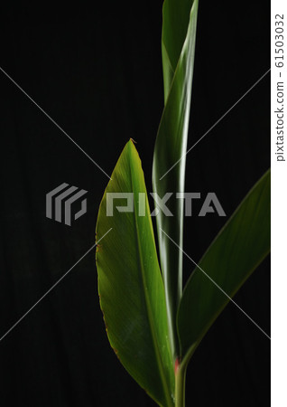 影棚拍攝/桃桃 影棚拍攝/桃桃 61503032