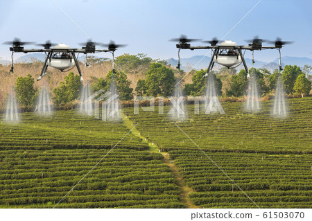 Agriculture drone flying on the green tea plantations fields with morning dew drops. Agriculture drone flying on the green tea plantations fields with morning dew drops. 61503070