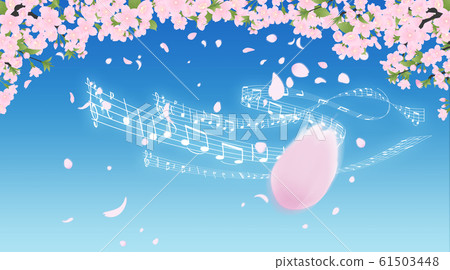 Cherry blossoms (background material) 61503448