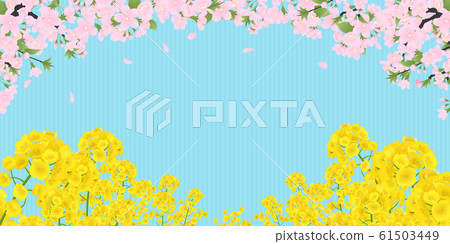 Rape blossoms and cherry blossoms 61503449