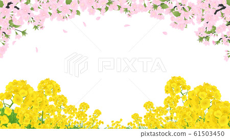 Rape blossoms and cherry blossoms Rape blossoms and cherry blossoms 61503450