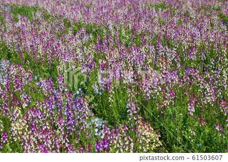 Nemophila and snapdragon 61503607