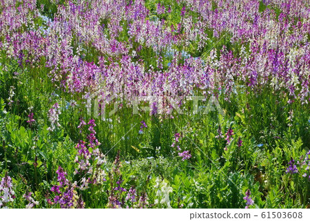 Nemophila and snapdragon 61503608