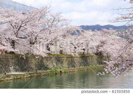 Kyoto, spring, cherry blossoms in full bloom, Lake Biwa hydrophobic (Okazaki Park south side) 61503850