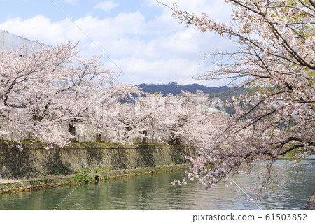 Kyoto, spring, cherry blossoms in full bloom, Lake Biwa hydrophobic (Okazaki Park south side) 61503852