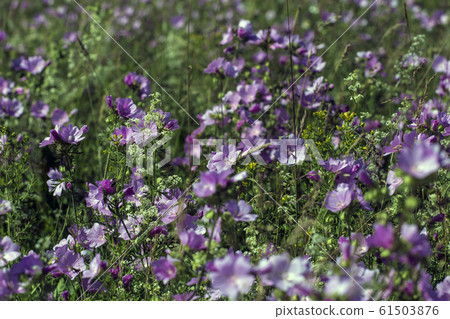 Malva sylvestris is a species of the mallow in the family of Malvaceae 61503876