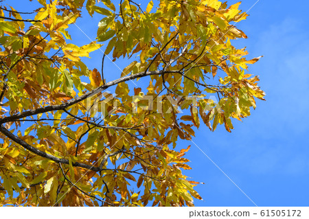 Konugi's autumn leaves 61505172