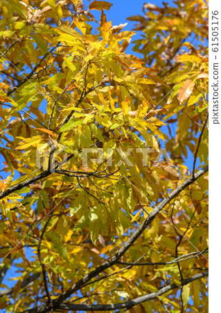 Konugi's autumn leaves 61505176