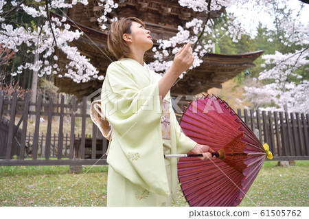 和服女,日本人,賞櫻女,半身 和服女,日本人,賞櫻女,半身 61505762